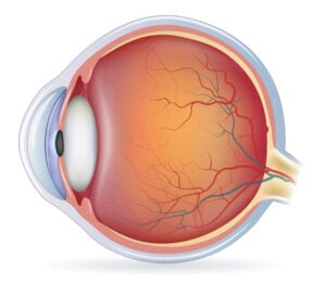 Retina of the Eye