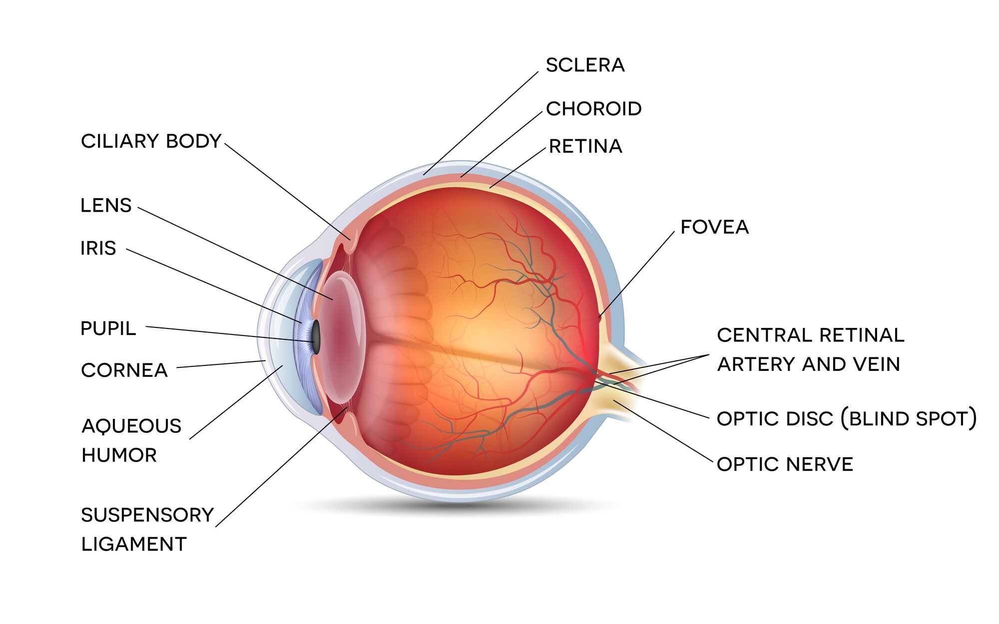 Anatomy of a normal eye on a white background edited