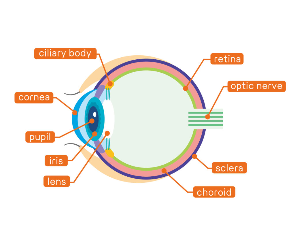 Anatomy of the eye vector illustration with labels such as cornea retina iris