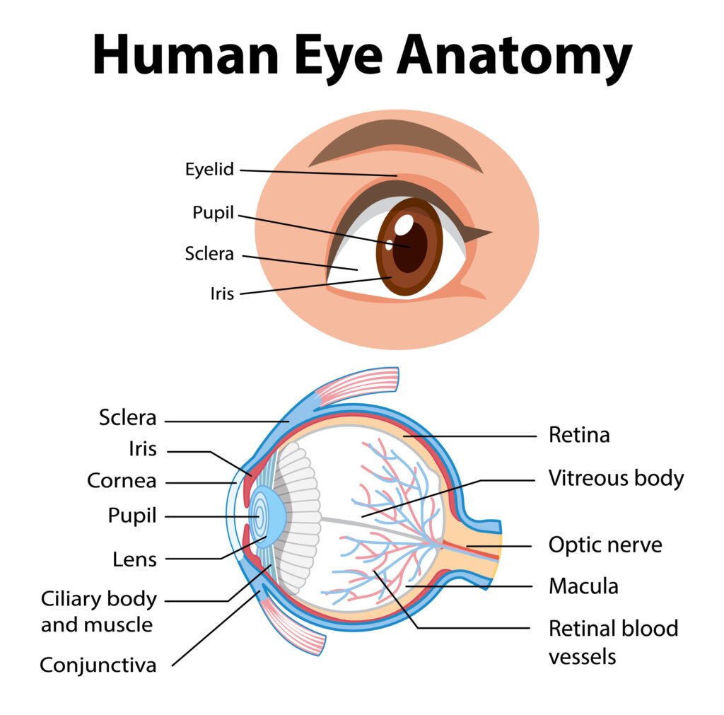 Diagram of human eye anatomy with label illustration