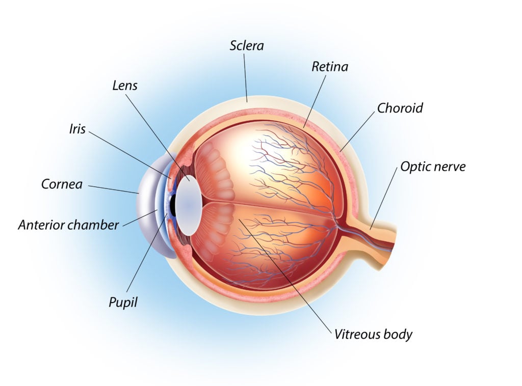 eye anatomy 1