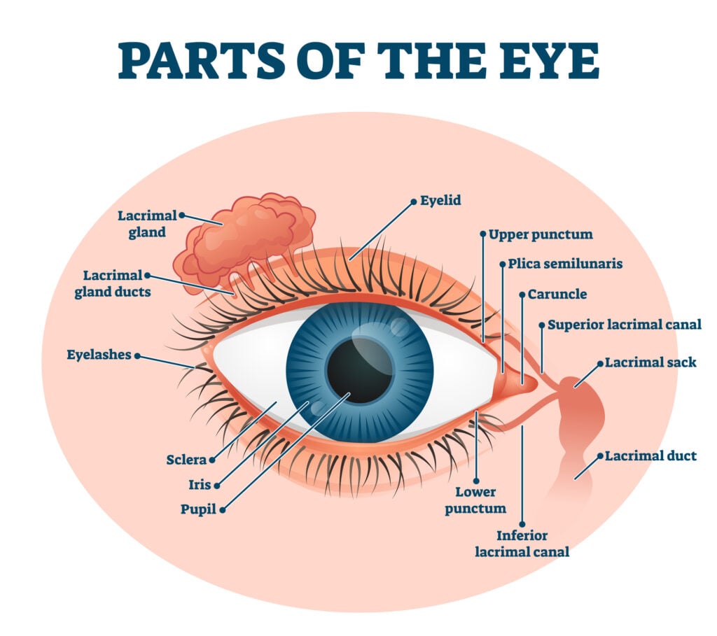 Eye Anatomy Lacrimal Glands