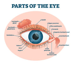 Lacrimal Gland Anatomy and Functions