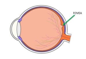 What Is the Fovea?