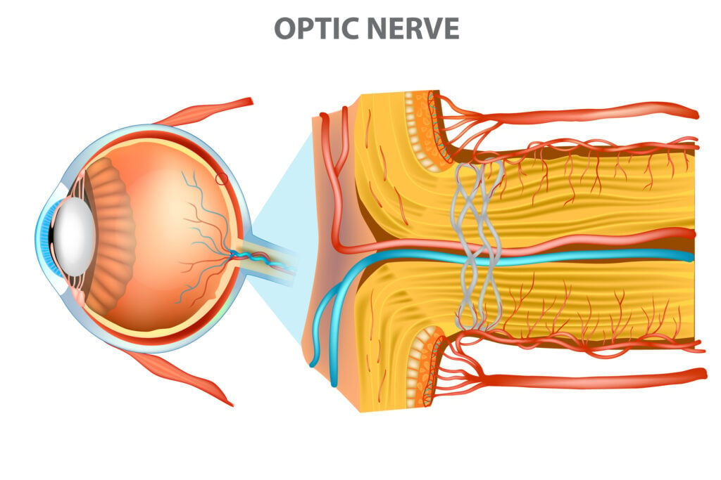 Optic Nerve illustration