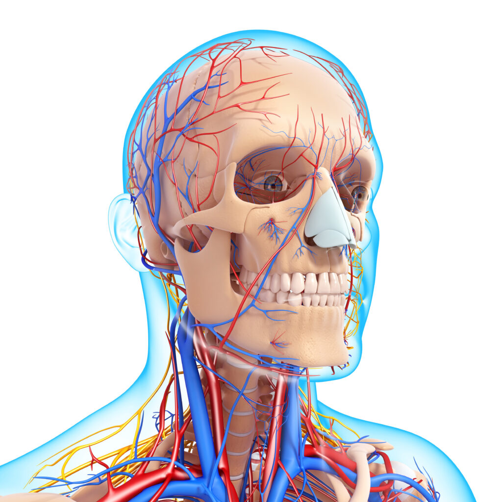 Orbital bone