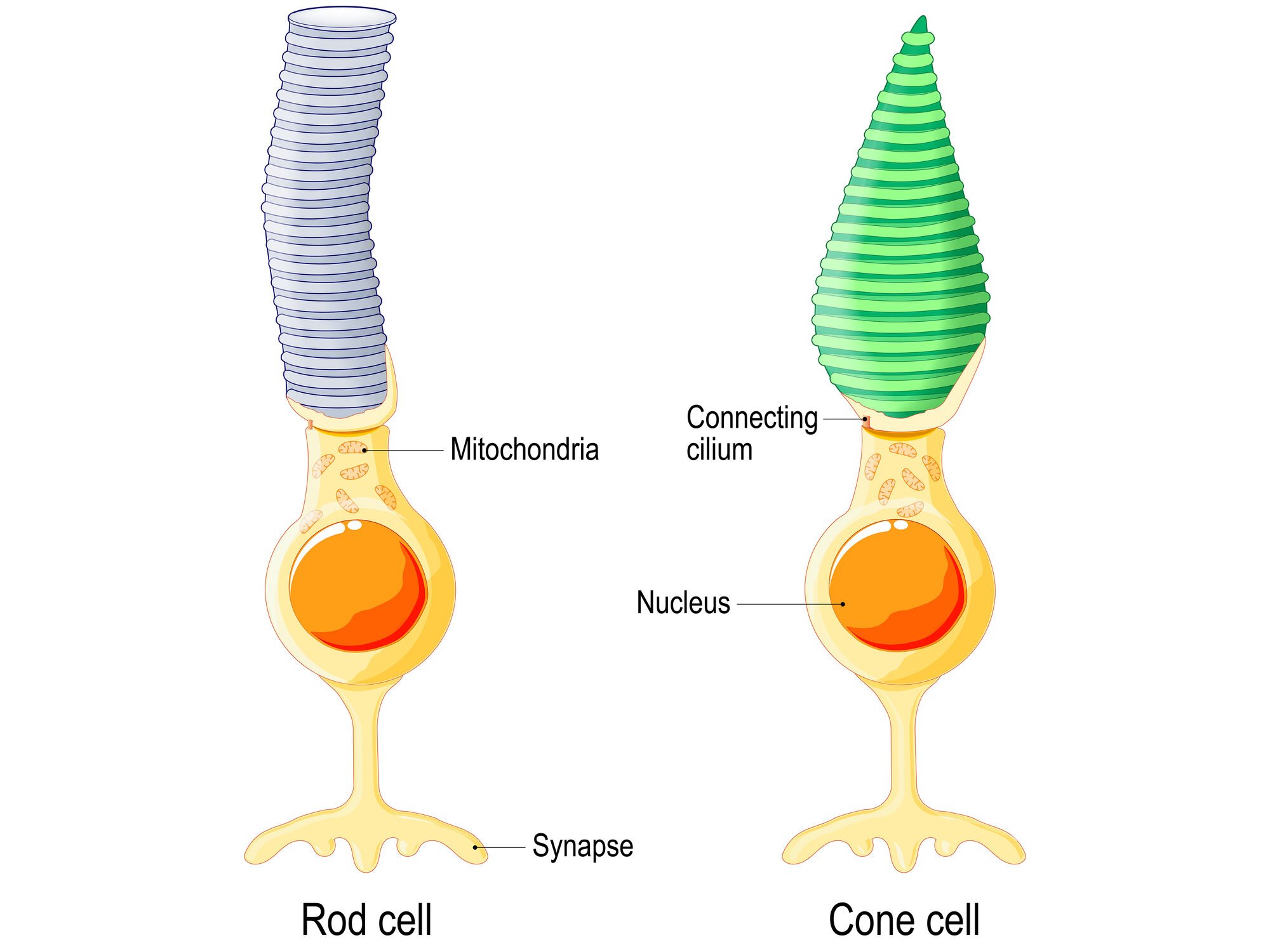 Photoreceptor cells anatomy edited