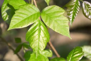 What to Do if You Get Poison Ivy in Your Eye