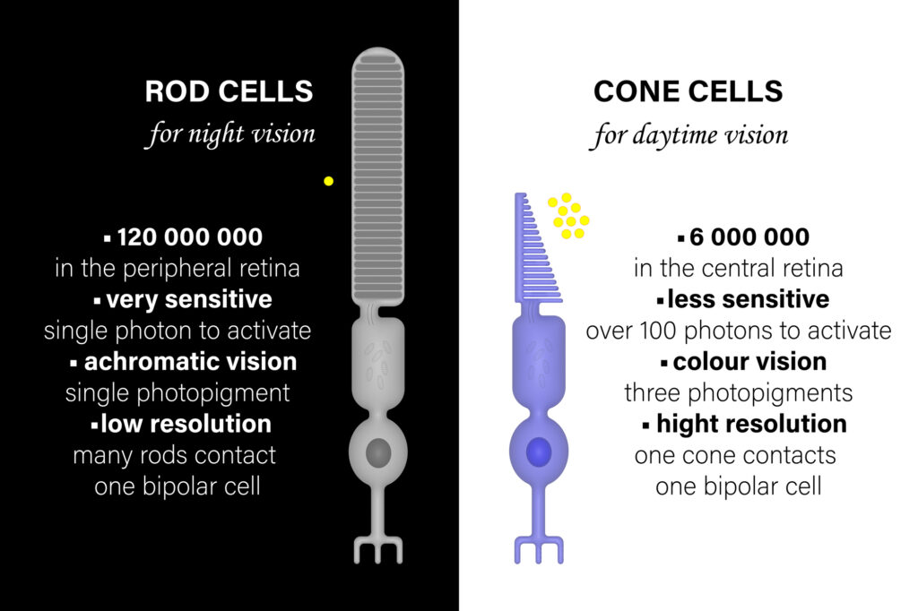 Rod cells and cone cells photoreceptors comparisons