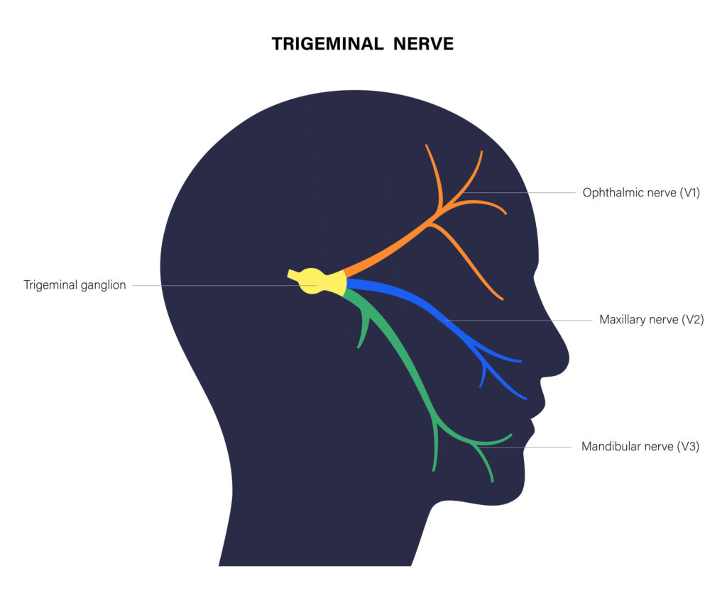 Trigeminal nerve diagram or illustration