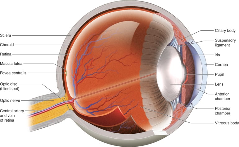 What is papilledema