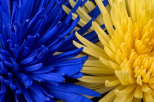 Tritanopia: Blue-Yellow Color Blindness