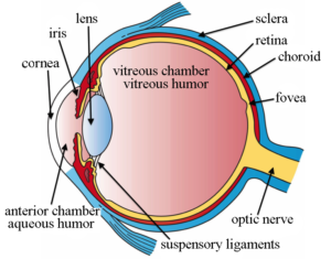 Eye Anatomy: Parts of the Human Eye