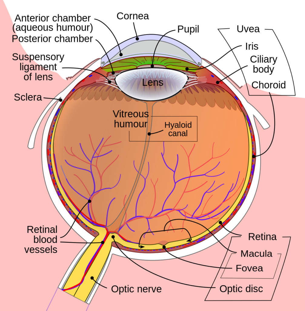 Schematic diagram of the human eye en