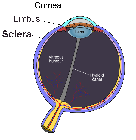 Sclera image