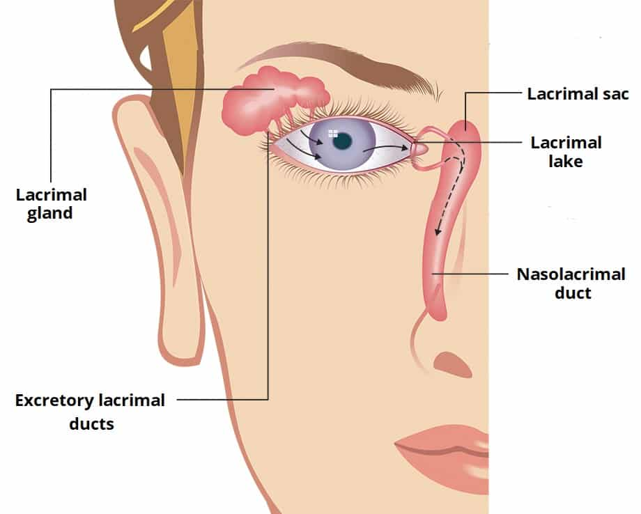 The Lacrimal Apparatus