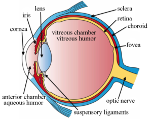 The Anatomy and Function of the Sclera